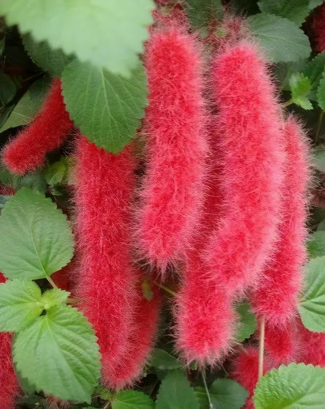 适合夏天养的7种花越晒开花越旺,夏天最能开的10种花越热越能开