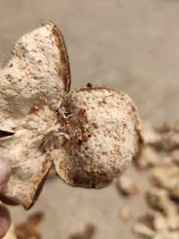 新会陈皮发霉还能喝吗,新会陈皮怎么封存防止发霉长虫