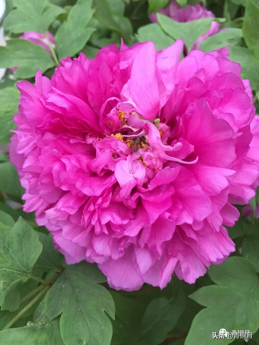 散文第3册第十六课：鲁迅藤野先生（10万+课程老师讲义）