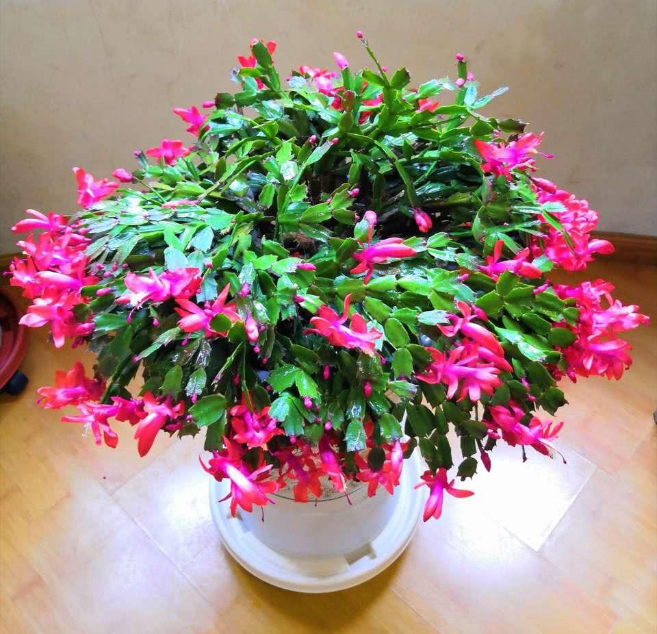 10种公认客厅最好养的花,适合客厅养的懒人花