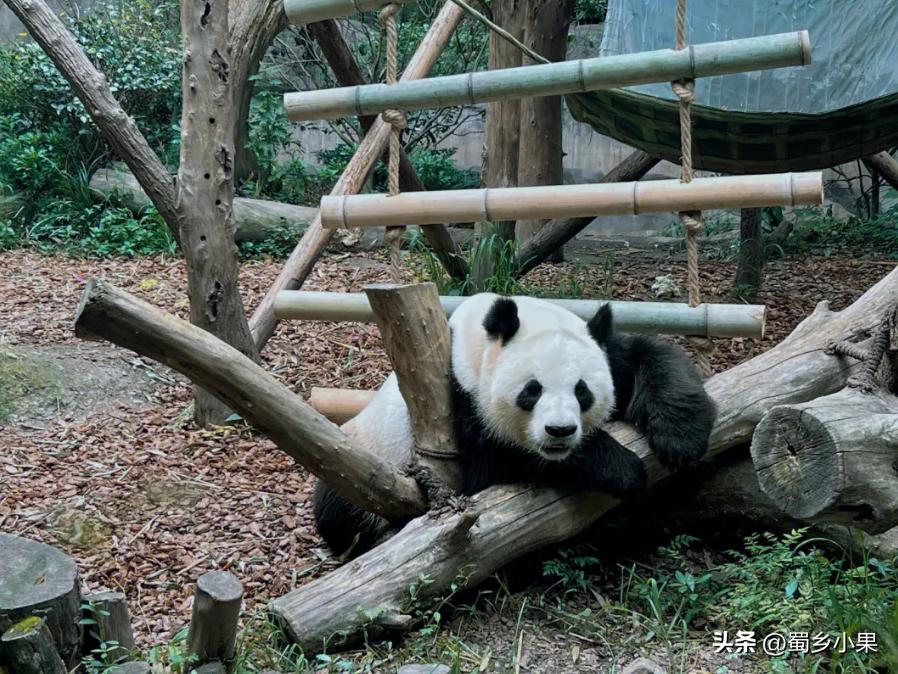 外国美女嫁45岁工地大叔,外国姑娘爱上45岁农民工