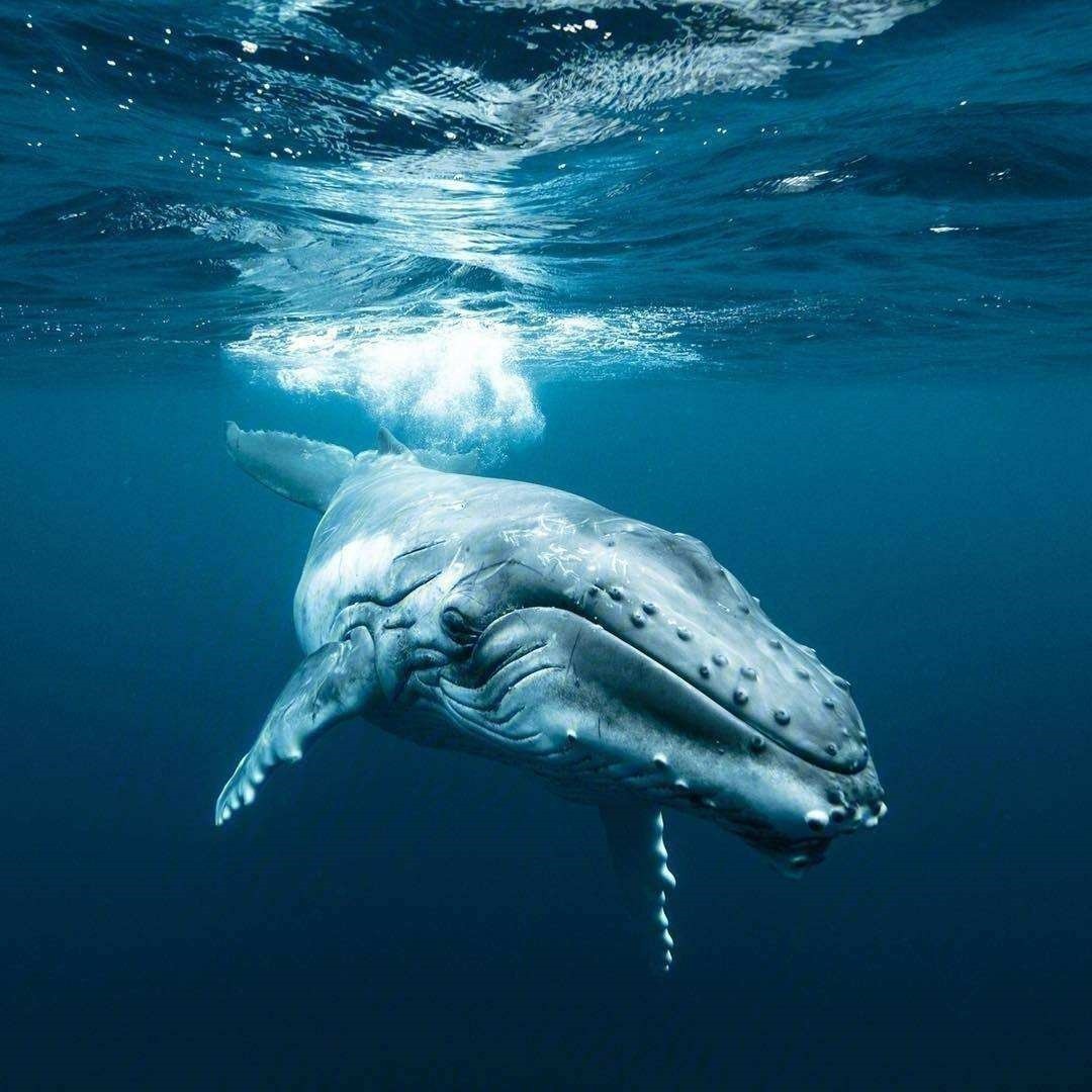 被割掉鱼翅的鲨鱼视频,鲨鱼割掉鱼翅还能活吗视频讲解