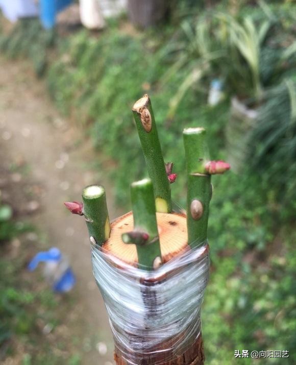 月季嫁接月季哪种方法成活率高,给野月季嫁接微月季有市场前途吗