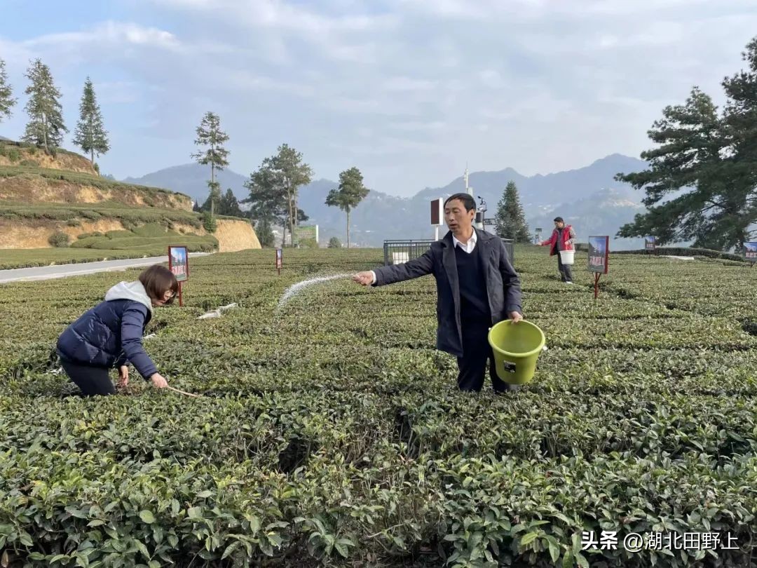 陆羽茶产业,陆羽文化茶产业