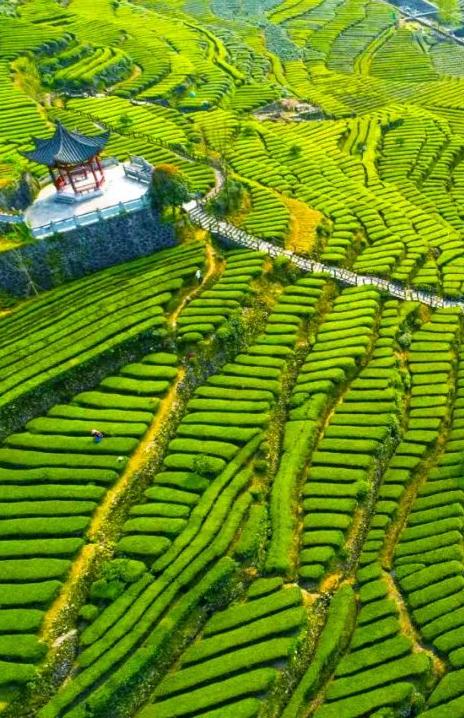 宜昌口粮茶熟茶,宜昌绿茶茶叶哪个品牌有名