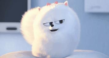 博美怎么养活,博美怎么养温顺不乱叫