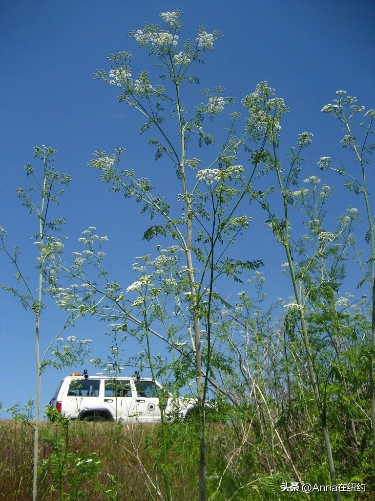 四种最毒的毒草,最毒的六种毒草