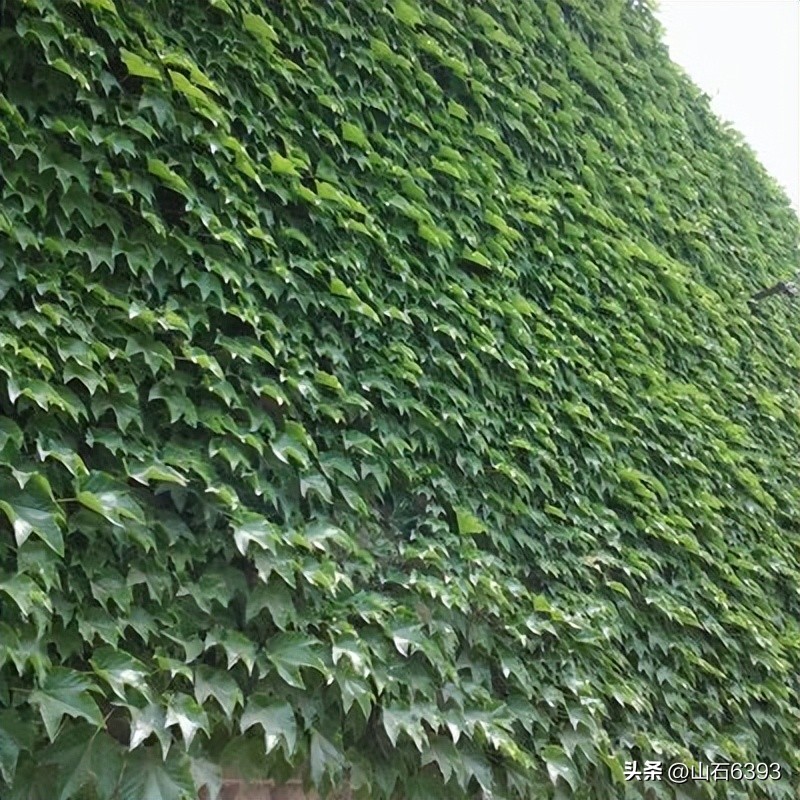 【战友美文】于天松：《爬山虎》（诗）——寓意极丰富哈