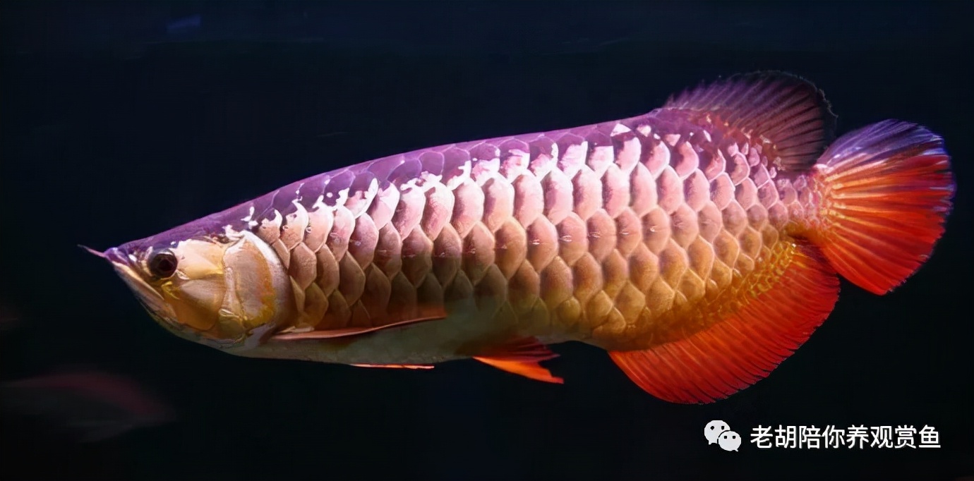 金头过背金龙鱼怎么饲养,如何饲养蓝底过背金龙鱼