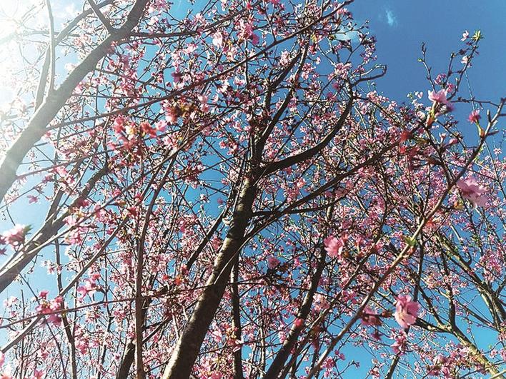 惠州免费春游踏青最佳去处,惠州周边踏青一日游