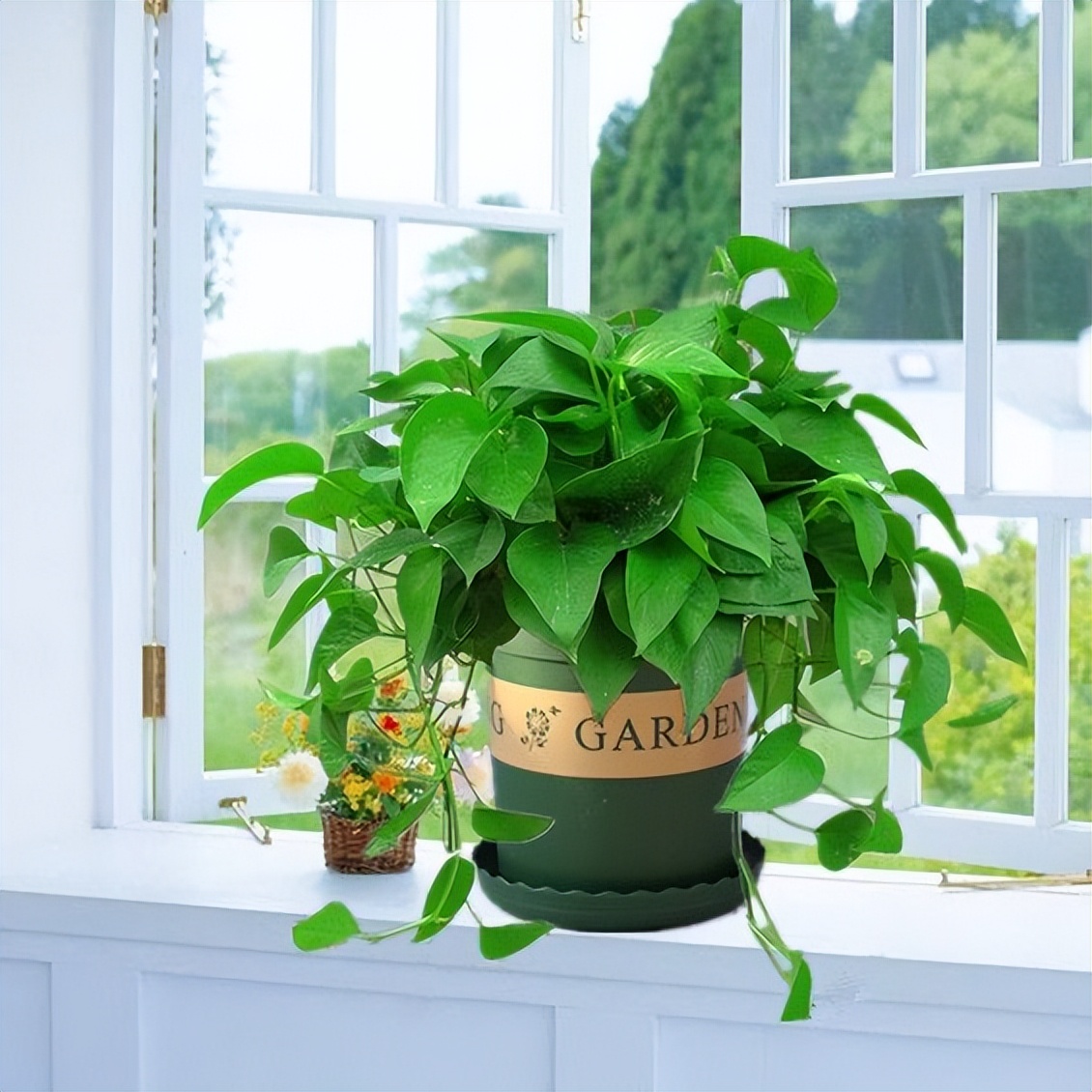 适合在家里养的净化空气的花,家里养什么花能净化空气