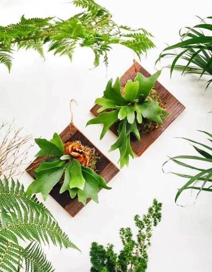 适合室内养的耐阴花和植物,什么花耐阴最好养不怕晒