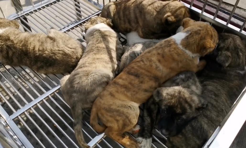 陕西小狗泰迪售卖,宝鸡大型猛犬出售