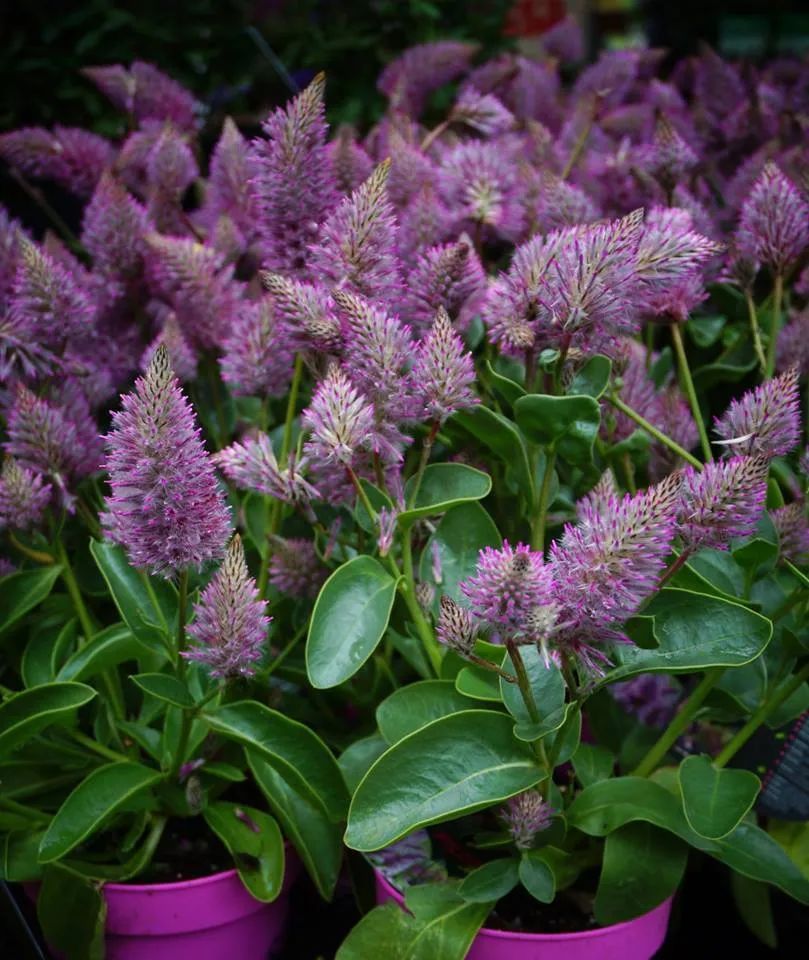 澳洲狐尾花一盆栽几棵,好养的狐尾巴植物