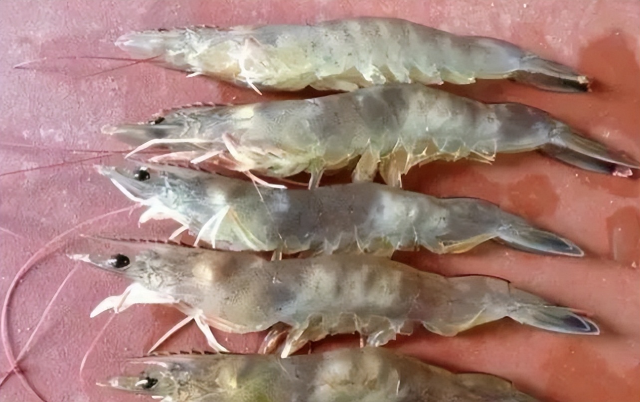 南美白对虾常见疾病及处理方法,南美白对虾常见病症图片详解