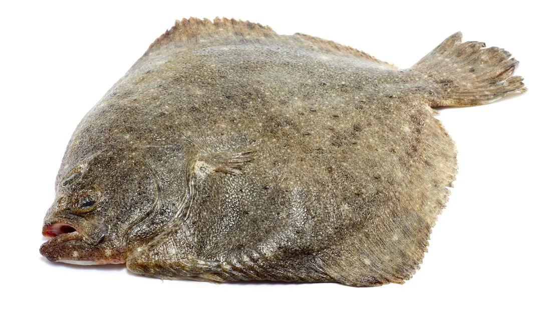 100种常见海鱼大全,常吃的海鱼图片及介绍