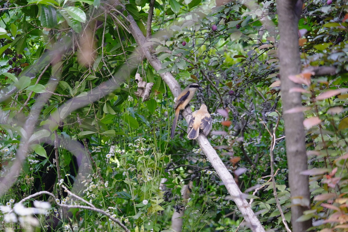 报得三春晖中晖是什么意思,报得三春晖的三春指的是