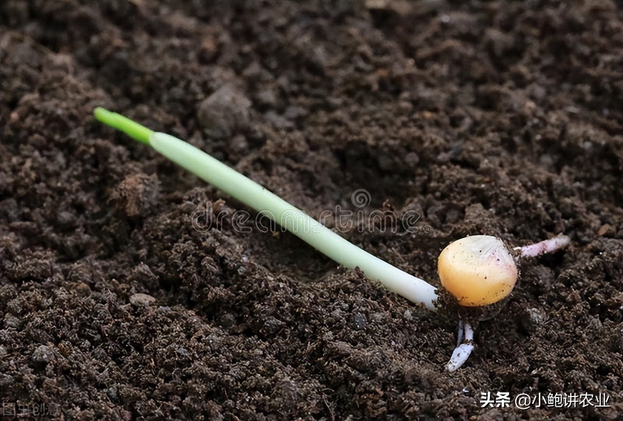 玉米冻害药害怎么办,玉米冷害会死苗吗