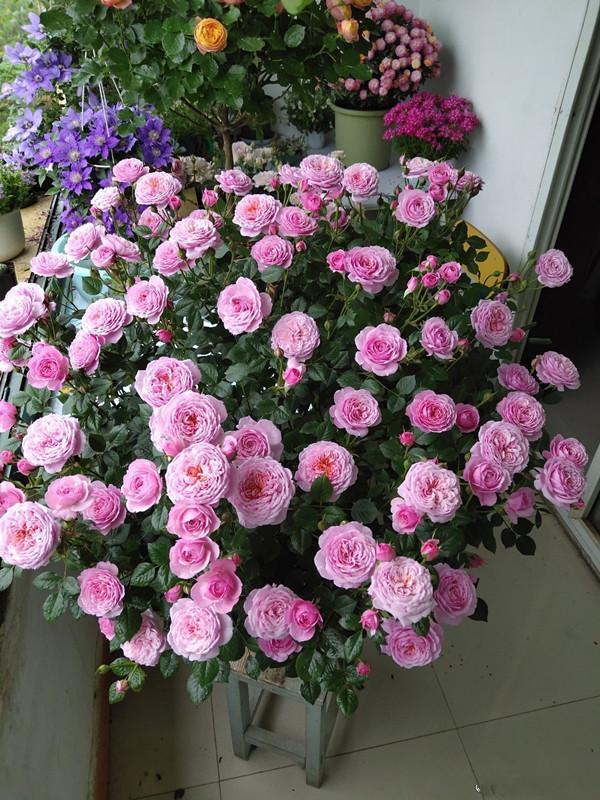 养花浇水你必须知道的浇水技巧,养花只浇水越养越不美