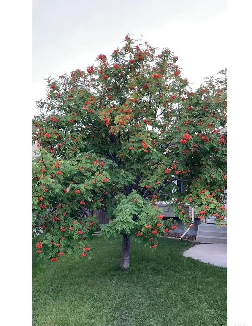 荒山种什么果树最赚钱,50亩荒山种什么果树最好