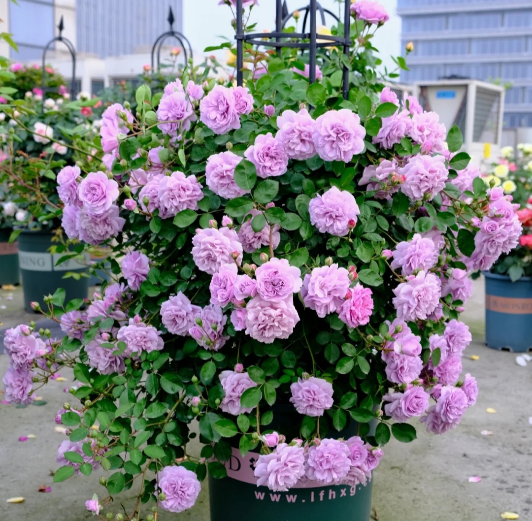 光照不足也能猛开花的藤本月季,抗病好养勤花的藤本月季品种