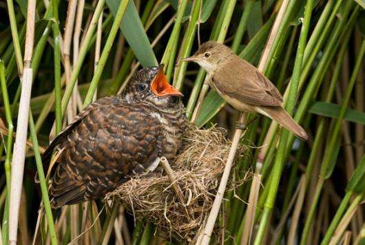 杜鹃鸟鸠占鹊巢是真实的吗,杜鹃鸟鸠占鹊巢同归于尽