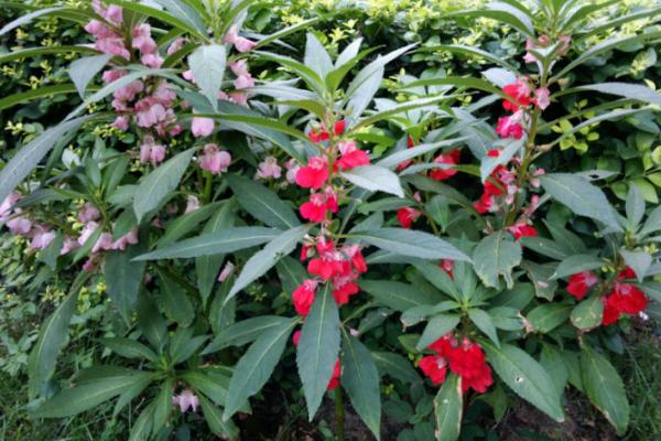 中药凤仙花功效与作用,凤仙花中药名