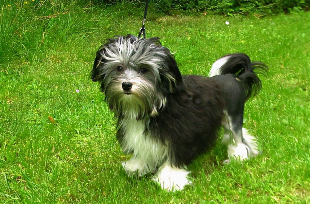 世界最贵的十大犬种,世界上最贵的犬种排行榜