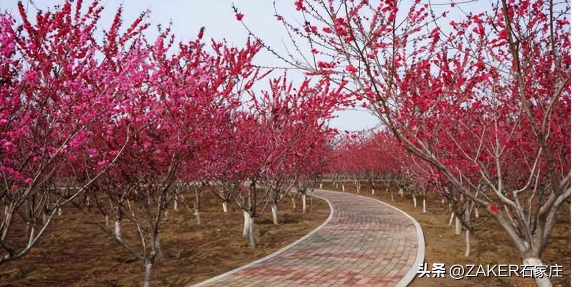 石家庄早新闻,早新闻完整内容