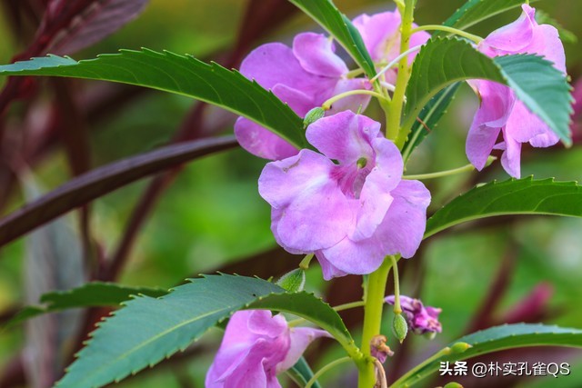 凤仙花种子,凤仙花怎么养
