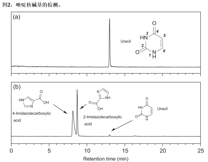 陨石降临地球开启了基因进化之旅,人类进化与外星陨石