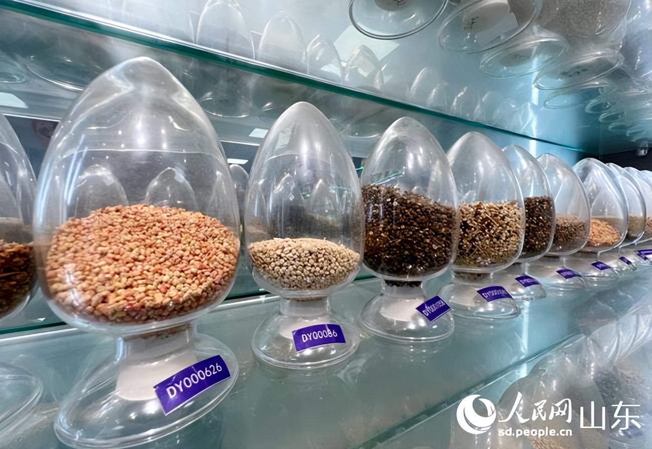 山东盐碱地农业示范基地,山东优质盐碱地改良方法