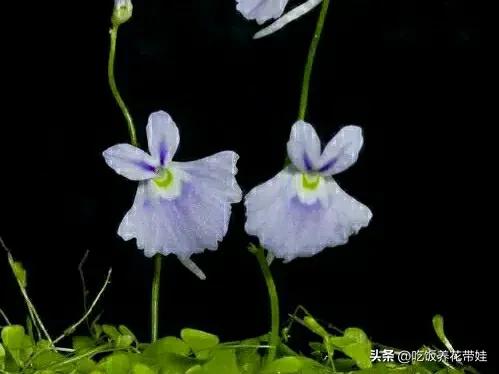 植物中的捕猎高手,植物界的捕猎大师