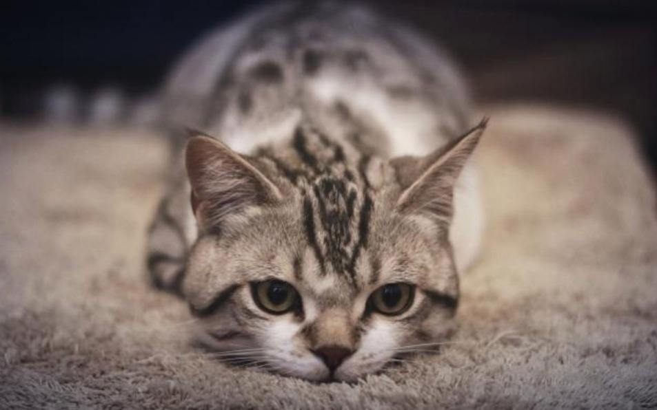 小母猫发情了，作为主人该怎么做呢？