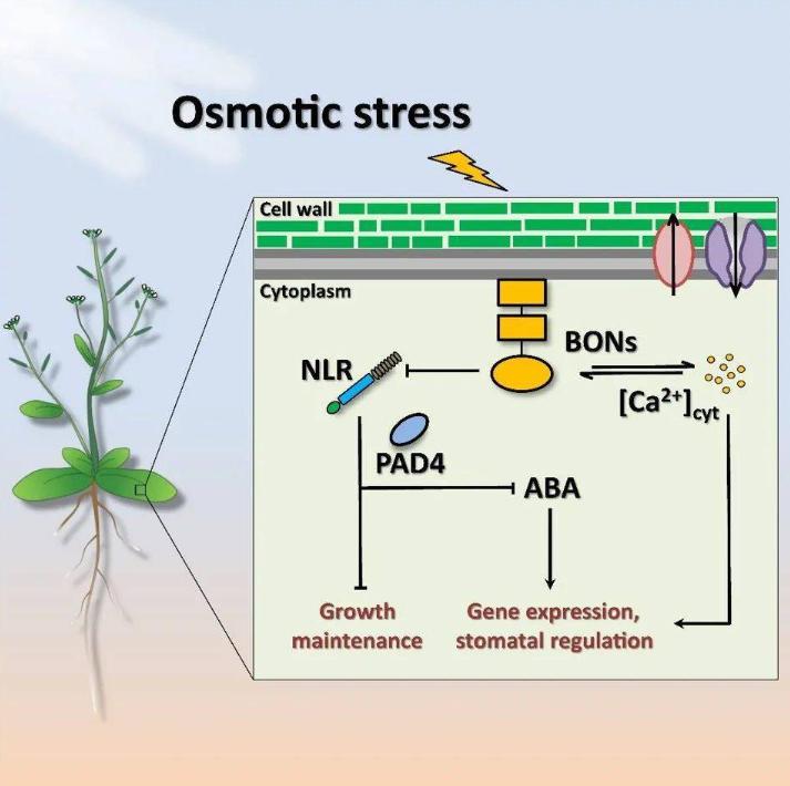 马铃薯种植与加工进展论文,马铃薯生产现状及发展趋势