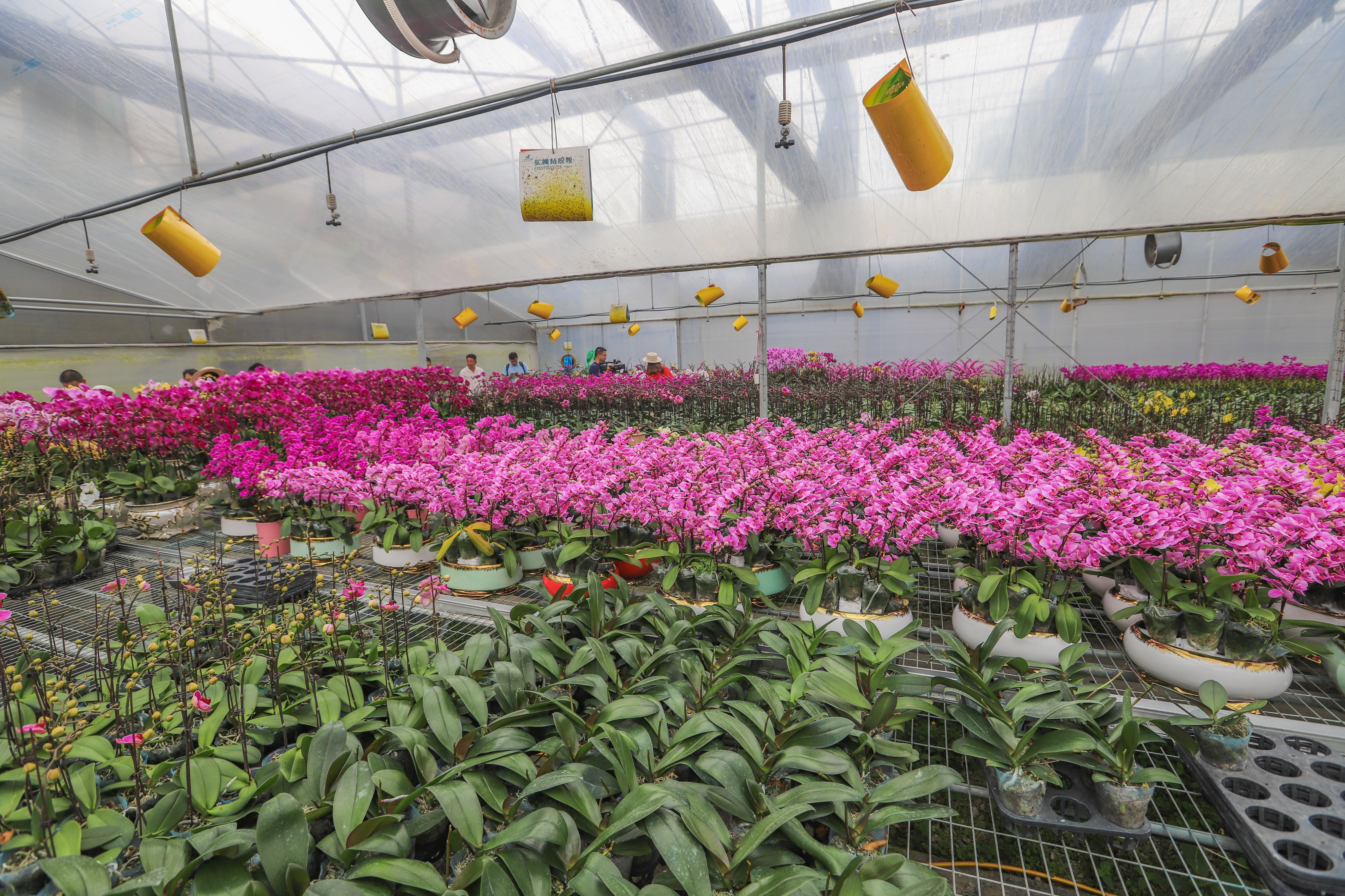 走进花果苗木之乡洪阳镇，探索“万花园”花木致富的产业密码