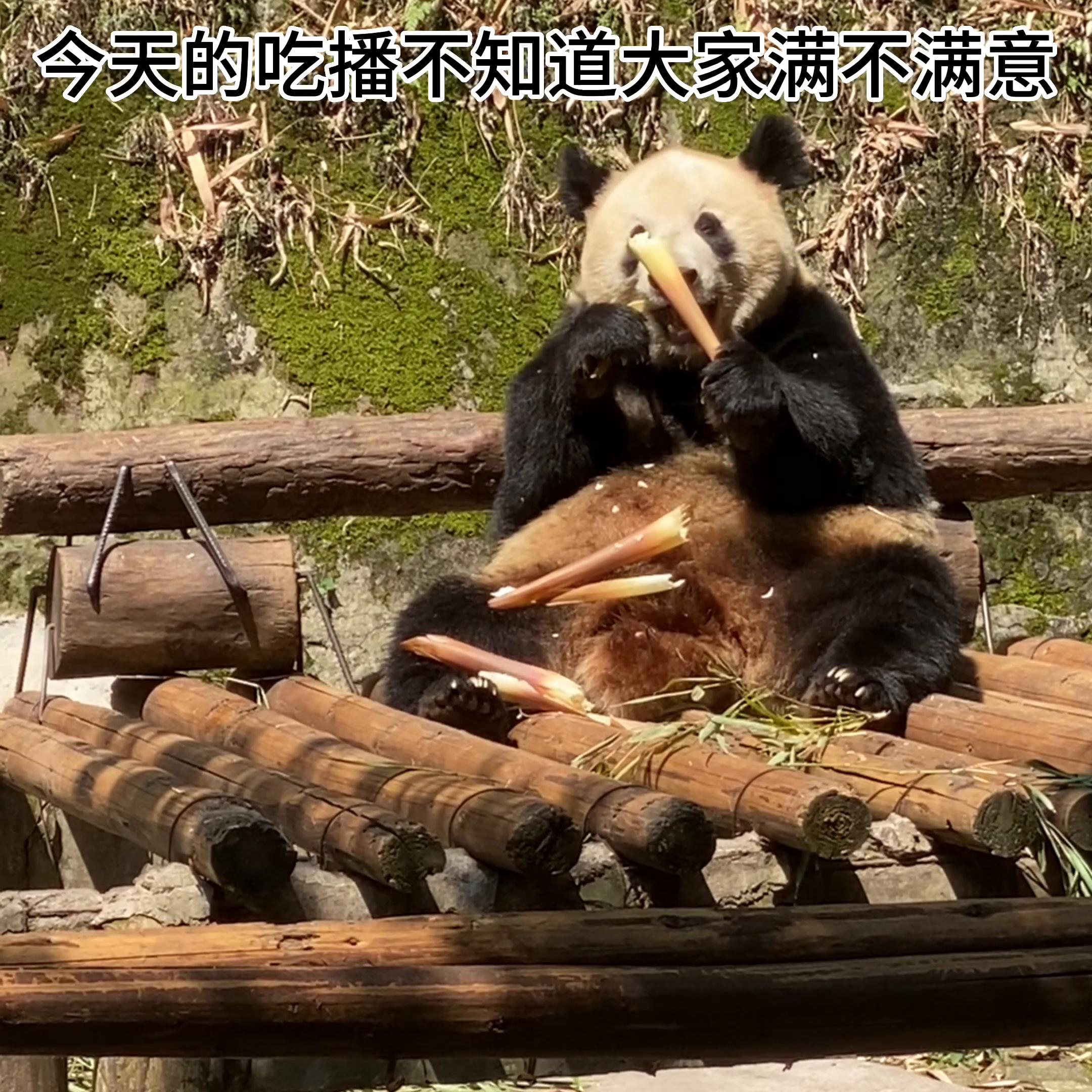 这真的是🌸25就能看到的吗？好奇也太可爱了叭