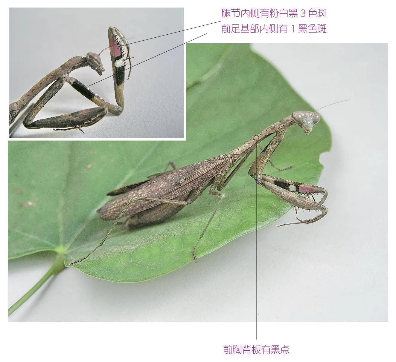 32种昆虫简介思维导图,32种食用植物