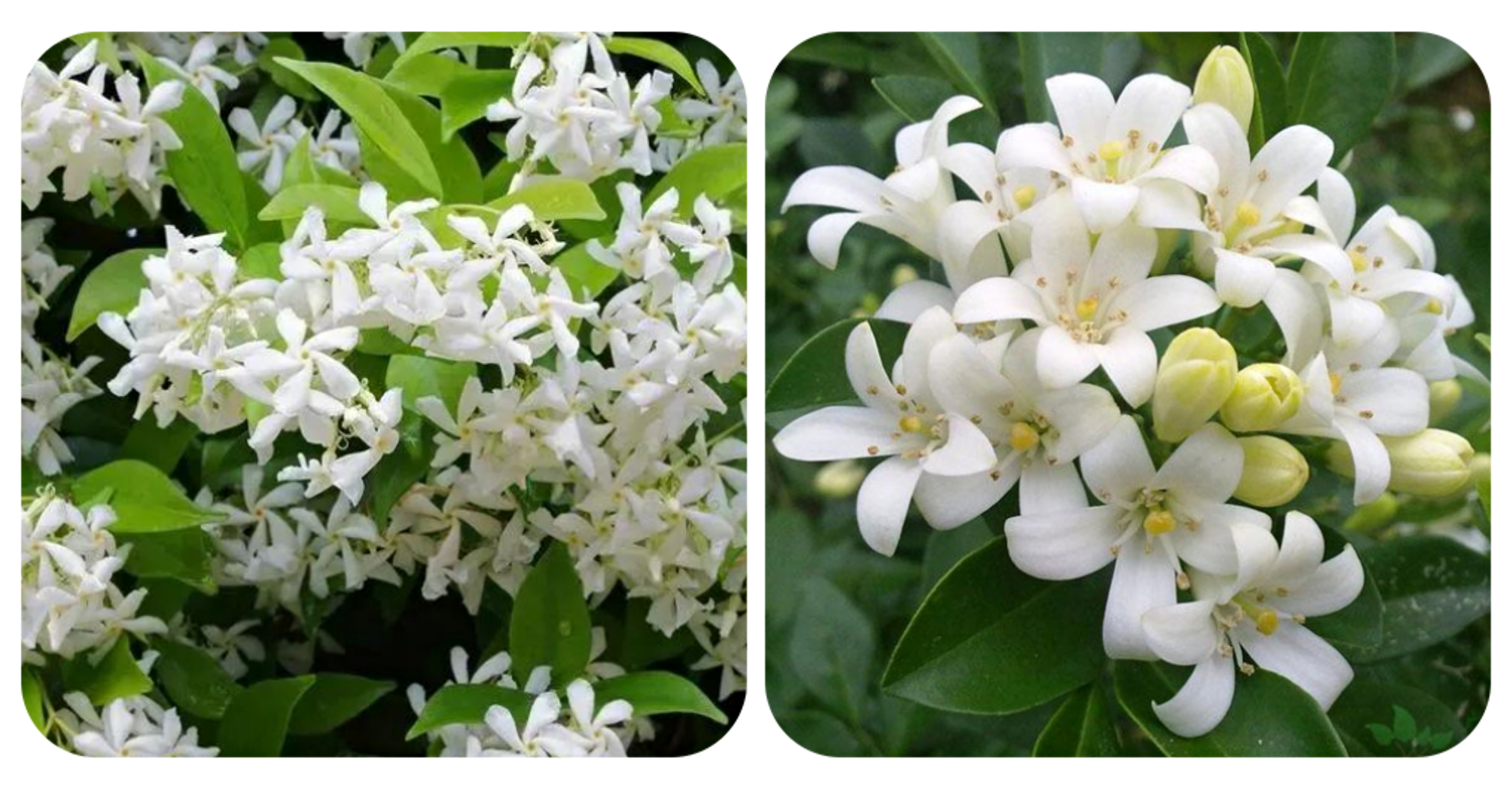 春游观赏的花有哪些,春天赏花什么花好看