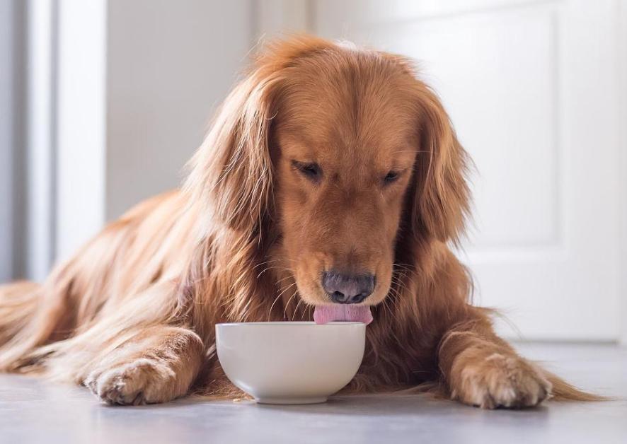 拉布拉多狗粮品牌推荐,大型犬狗粮什么品牌好一点