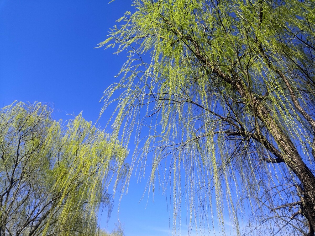 风吹杨柳万千条打一动物,风吹杨柳万千条解析