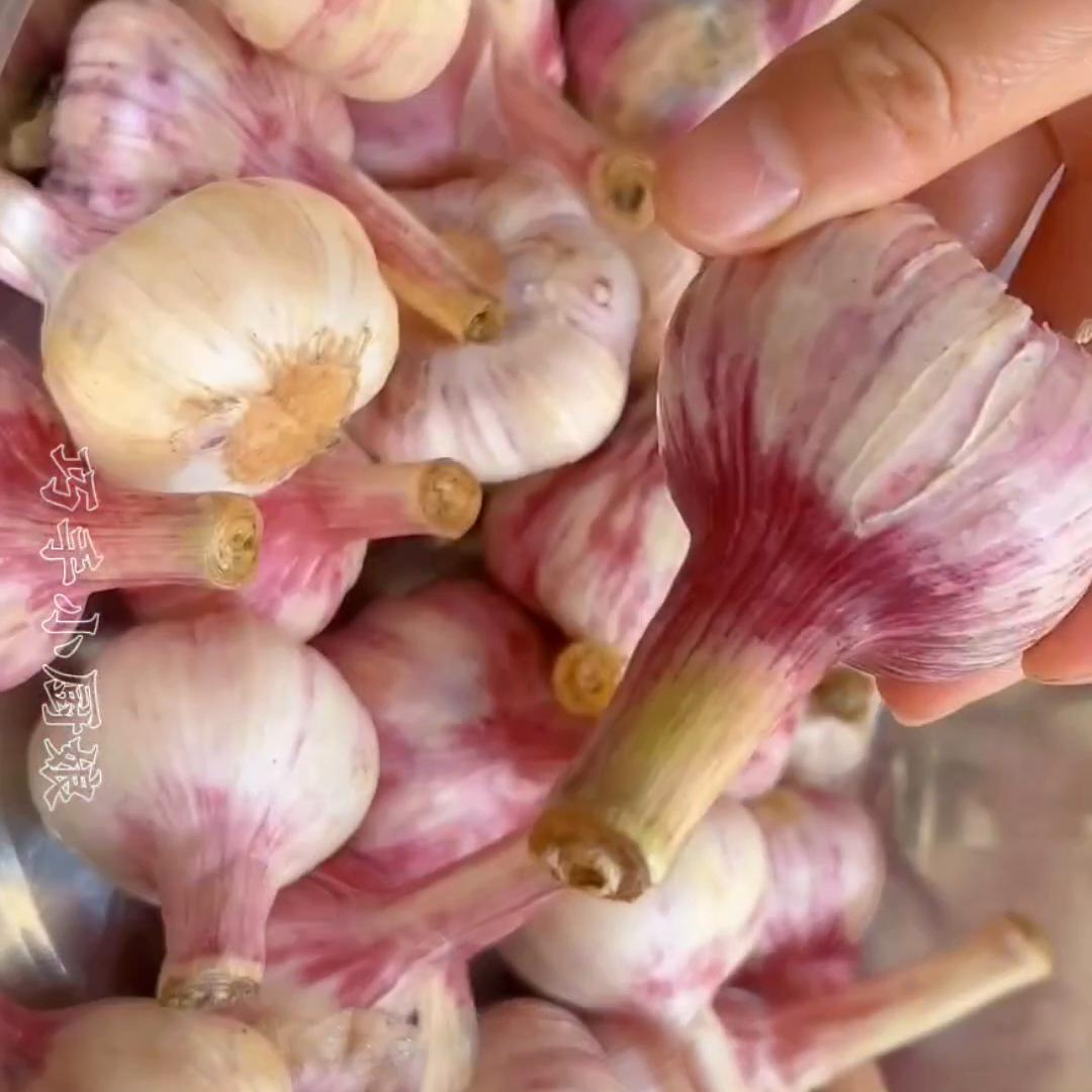 3斤腌糖蒜白醋和水的比例是多少,用白醋白糖腌糖蒜