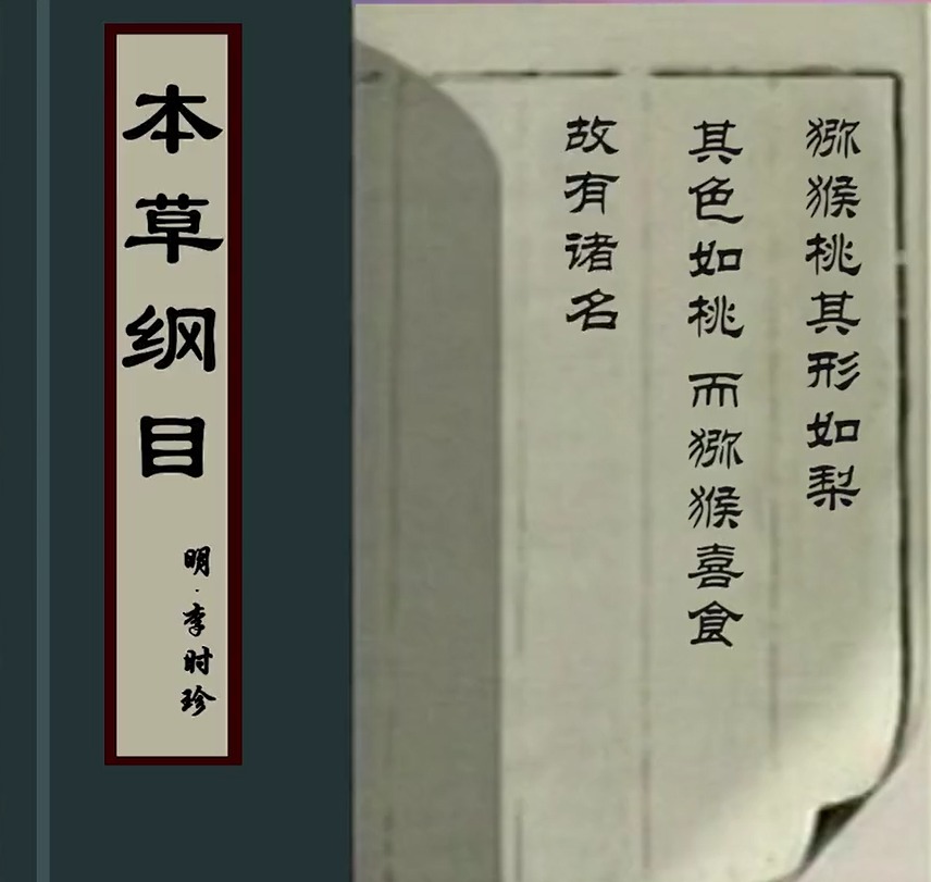 猕猴桃为什么称为水果之王,猕猴桃是不是水果之王