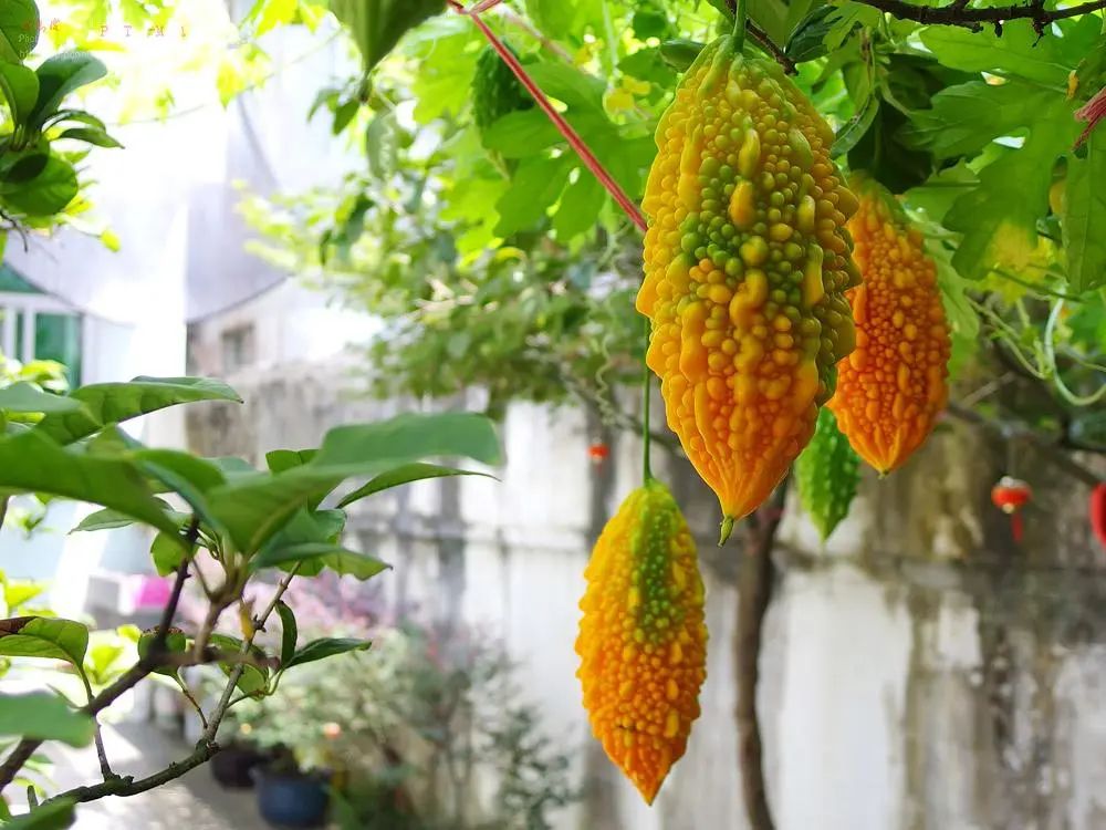 金铃子经典片段原声,金铃子儿时回忆