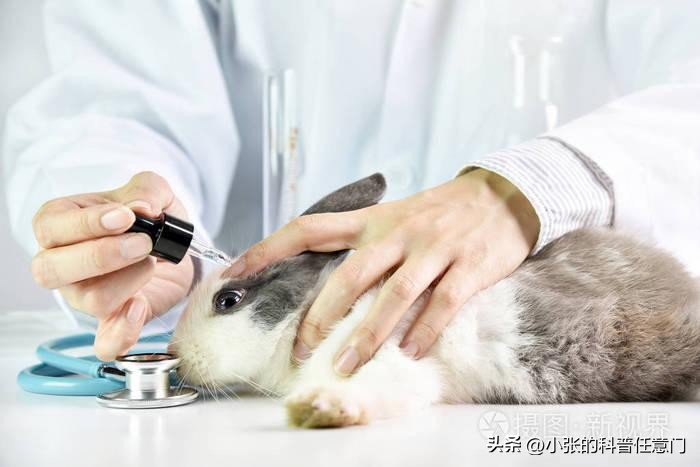 兔科动物的特点,兔科动物有哪些属