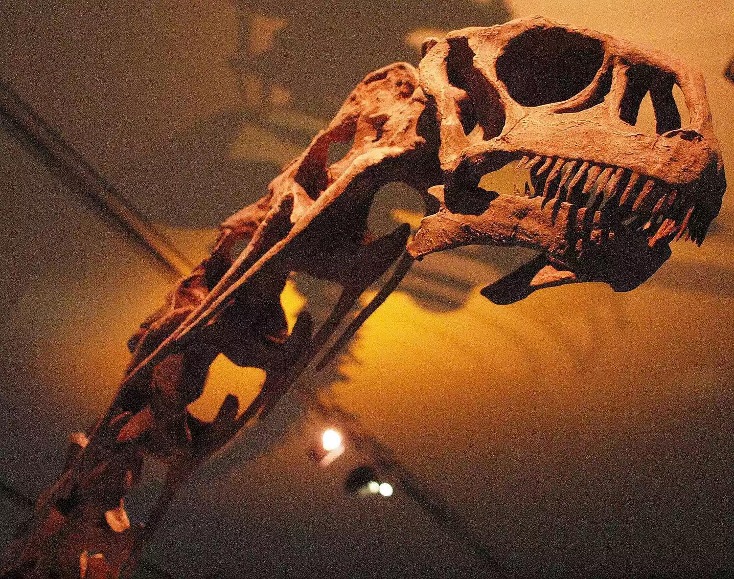 恐龙时代泰坦巨龙与雷龙,泰坦巨龙恐龙化石