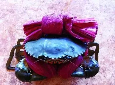 怎么绑大螃蟹最简单的方法,绑螃蟹教程青蟹