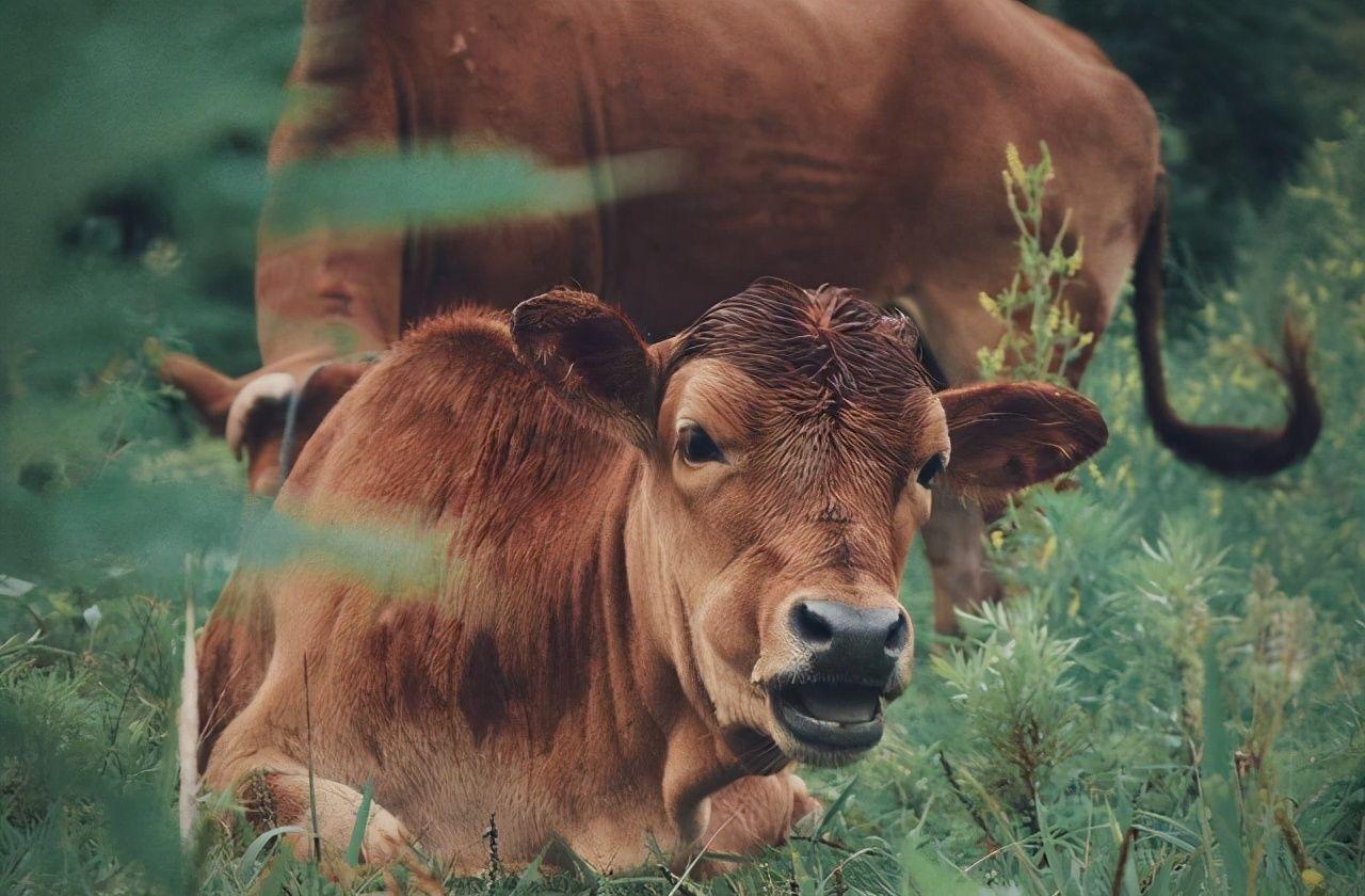 高加索野牛为什么会灭绝,高加索野牛为什么灭绝
