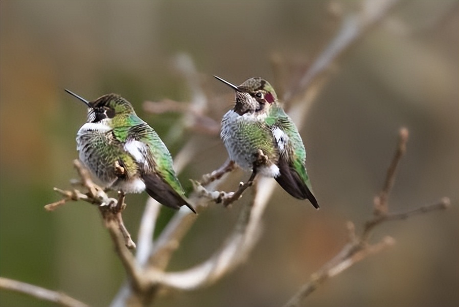 空气分级蚕豆蛋白级分作为颗粒和挤压肉鸡日粮中豆粕的替代品