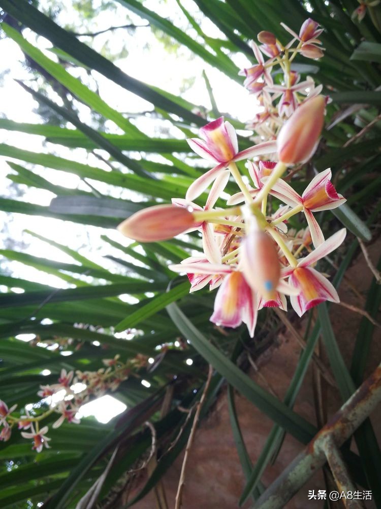 带你认识中华兰花纹瓣兰,顶级纹瓣兰图片